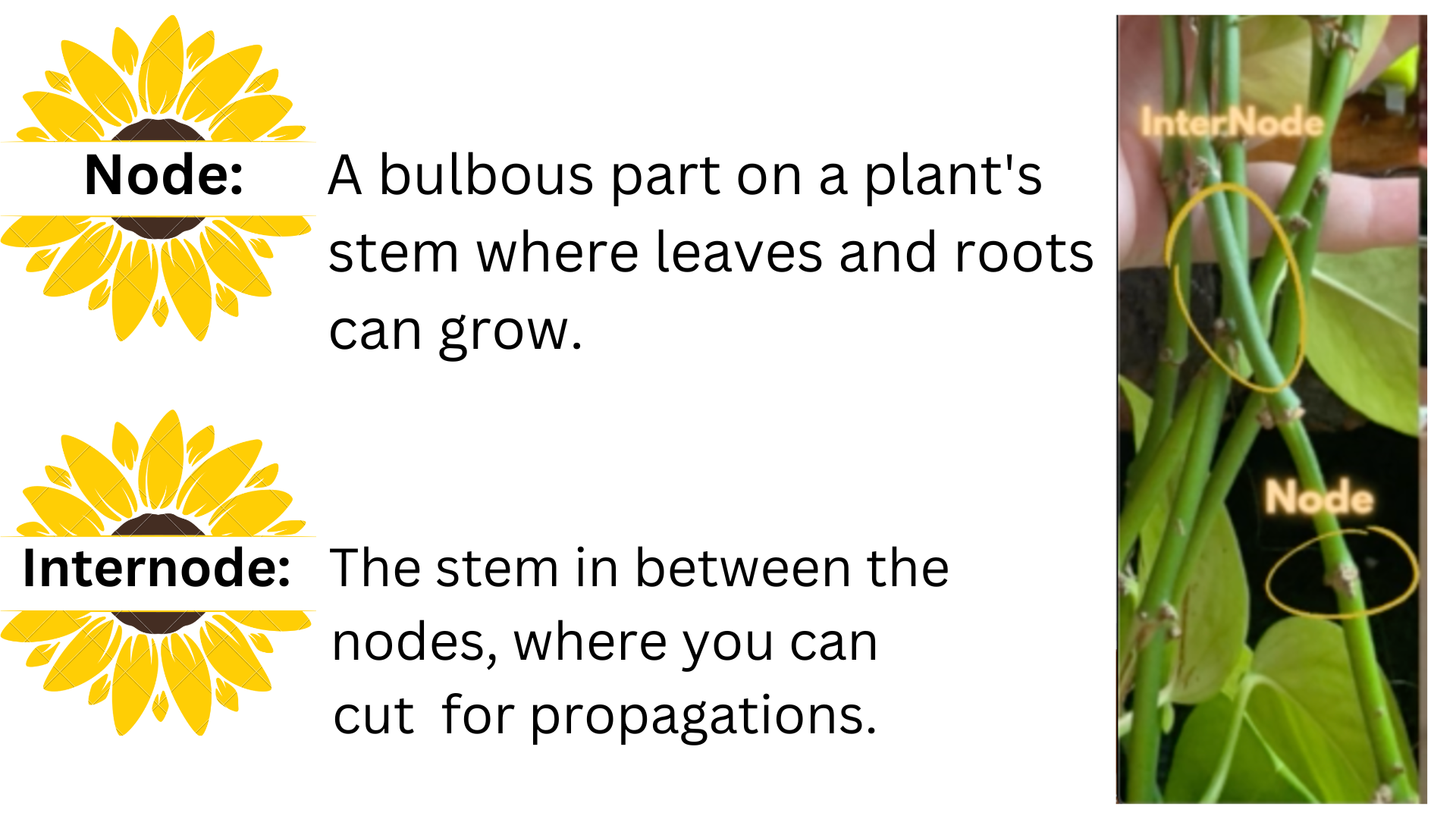 Plant stem with node and internode labelled. 