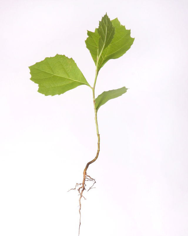 A plant seedling with three green leaves that has a long stem with roots at the bottom.