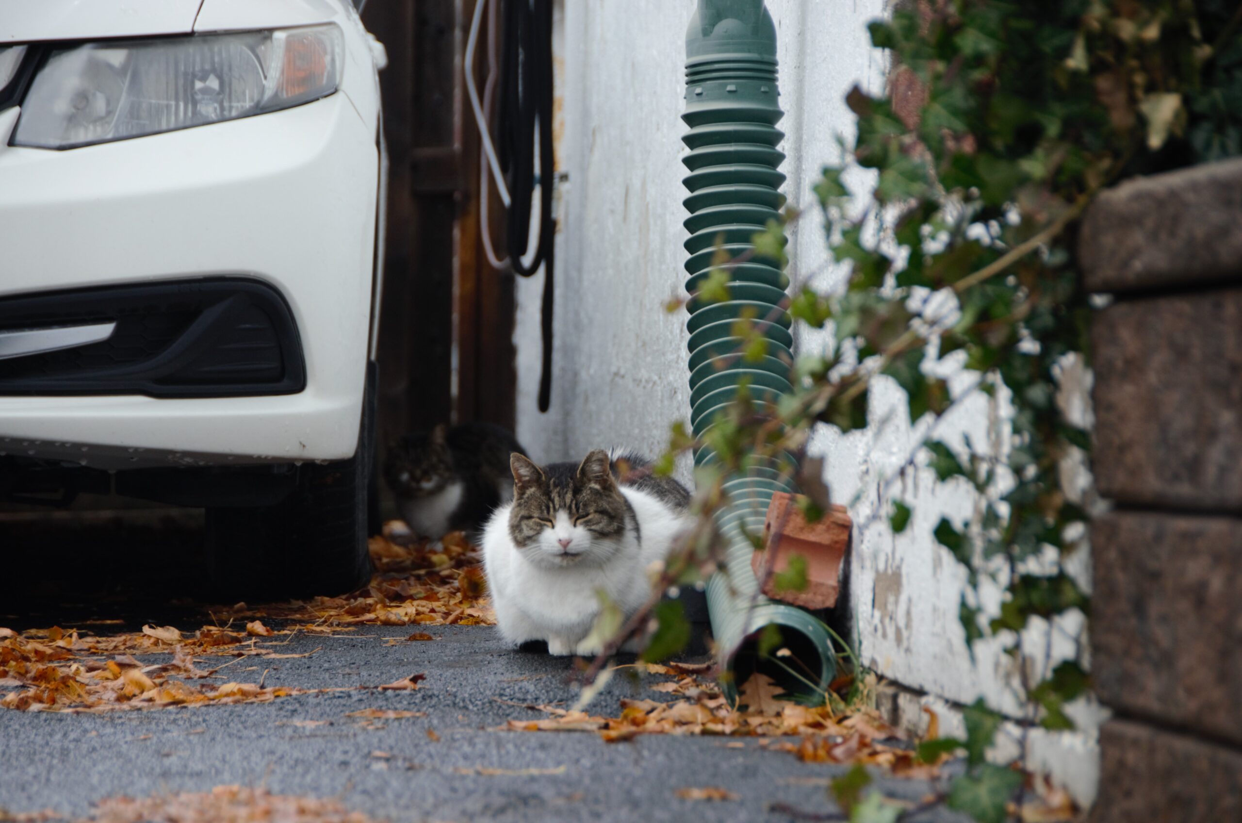 cat outside