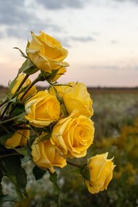Solo shot of flowers in front of a sunset.