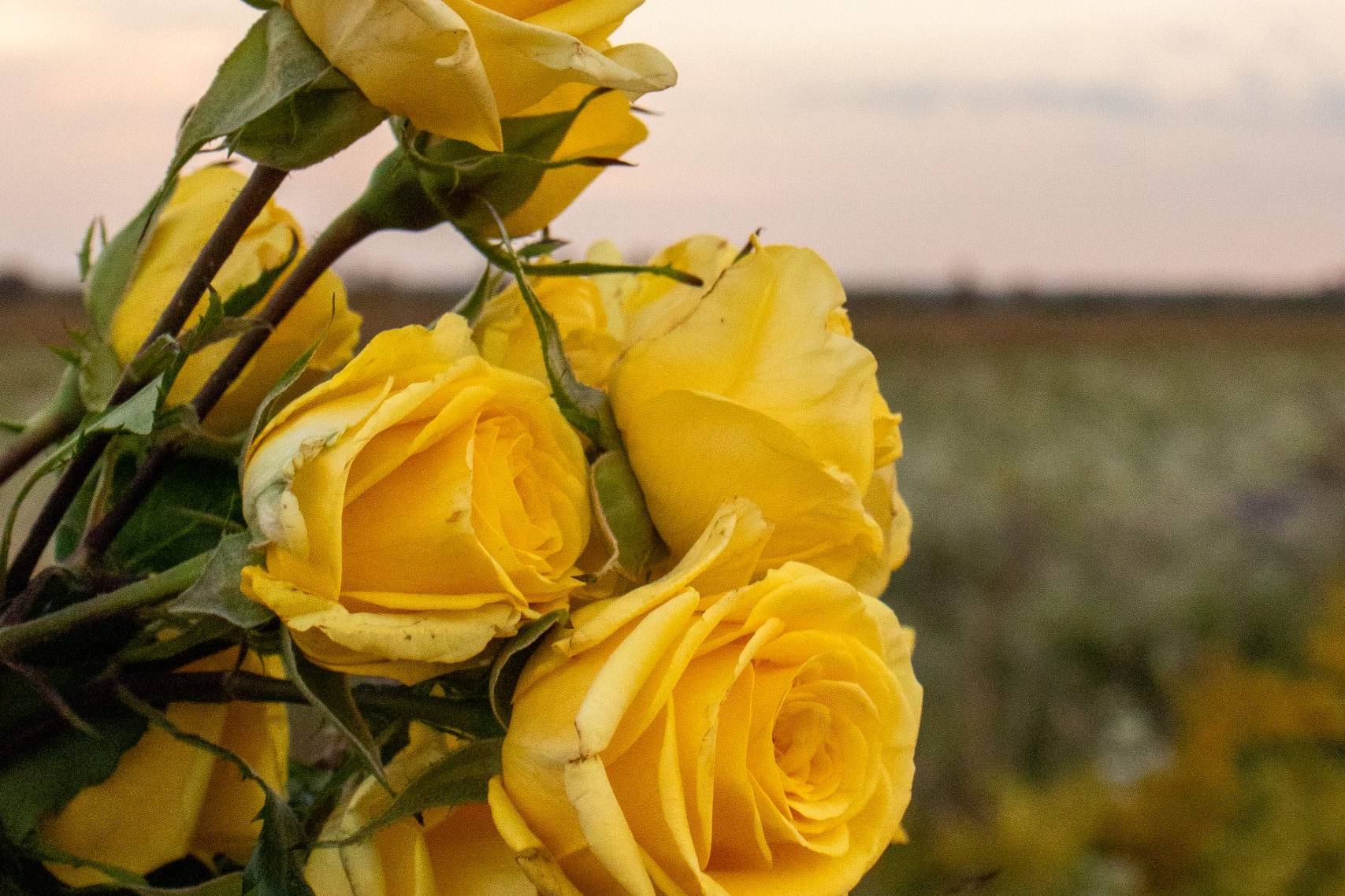 Solo shot of flowers in front of a sunset.
