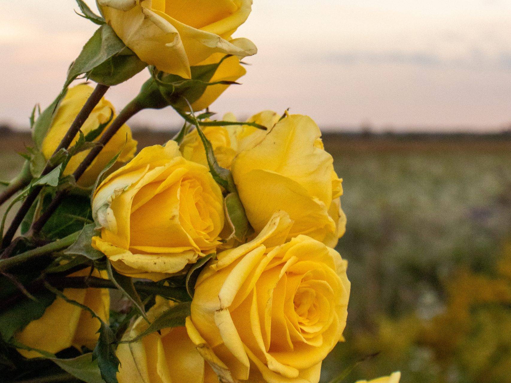 Solo shot of flowers in front of a sunset.
