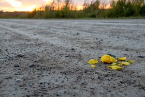 The squished flower on the ground in the dirt.
